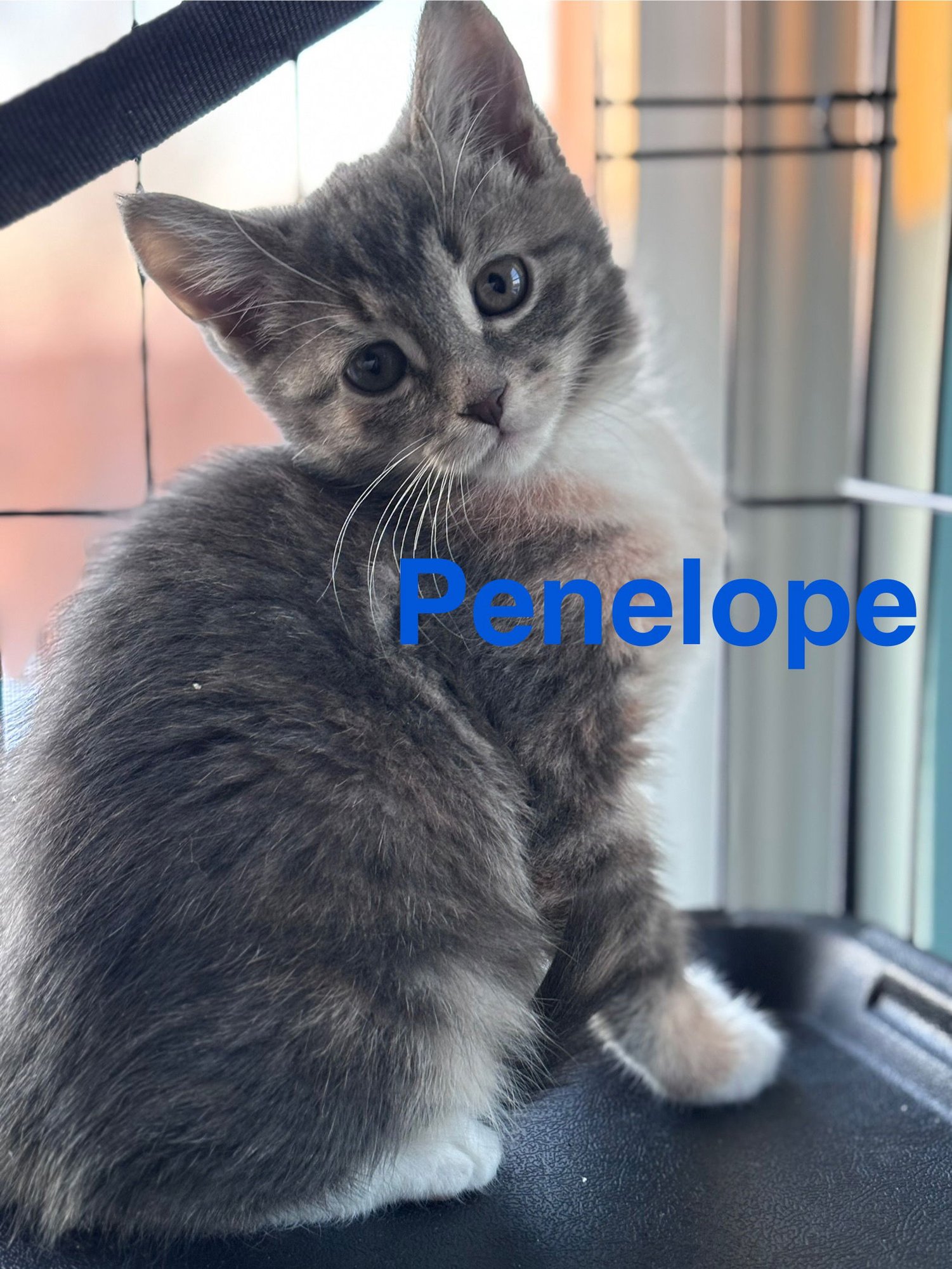 PENELOPE (FCID# 02/02/2026 - 63) KC - Tabby available for adoption
