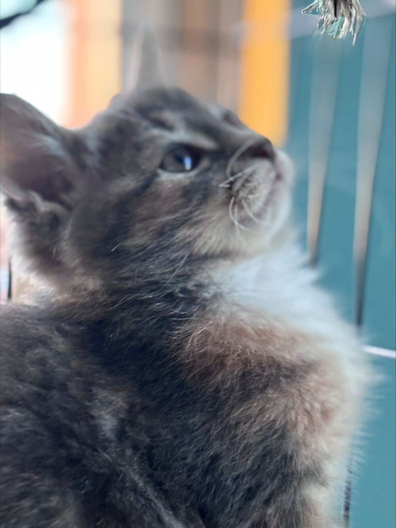 PENELOPE (FCID# 02/02/2026 - 63) KC - Tabby available for adoption