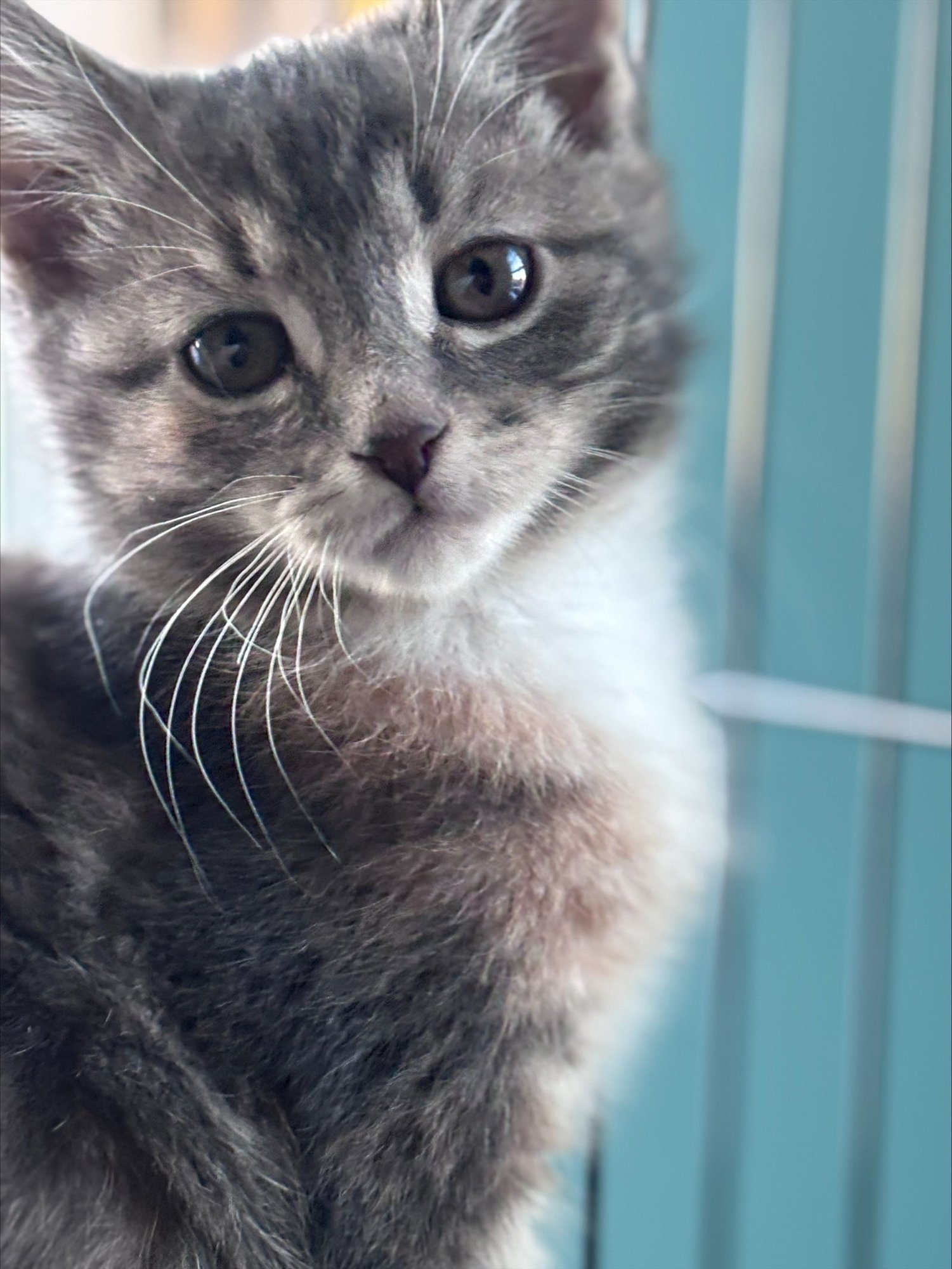 Penelope (FCID# 02/02/2026 - 63) KC - Photo 4