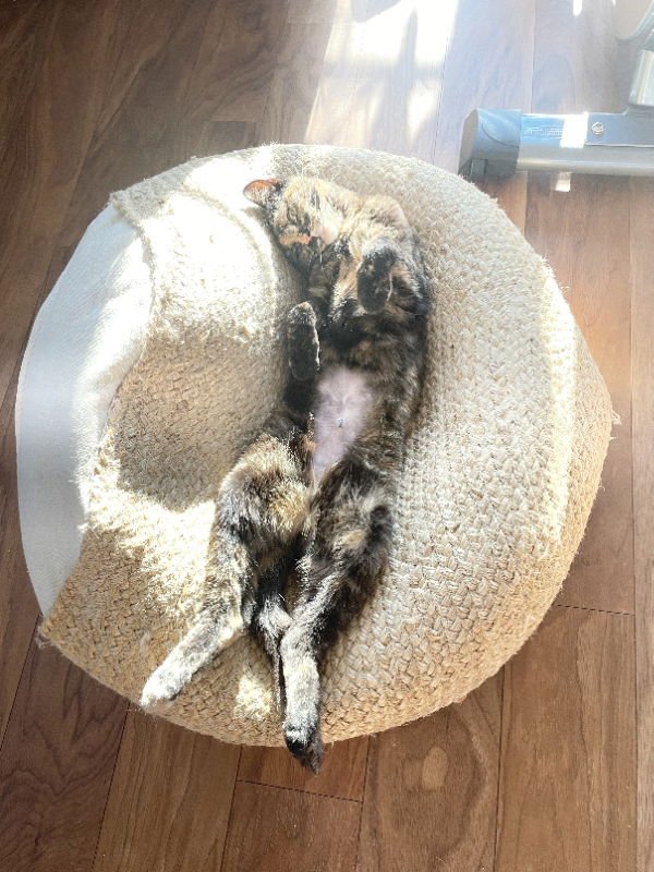 SASSY (FCID# 01/19/2026 - 68) - Dilute Tortoiseshell available for adoption