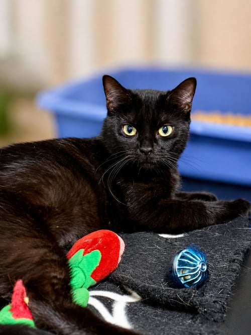 FIFA (FCID# 06/10/2026 - 141) WILLOW GROVE - Domestic Short Hair available for adoption