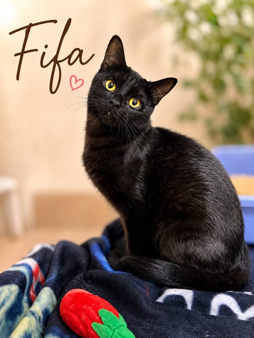 FIFA (FCID# 06/10/2026 - 141) WILLOW GROVE - Domestic Short Hair available for adoption