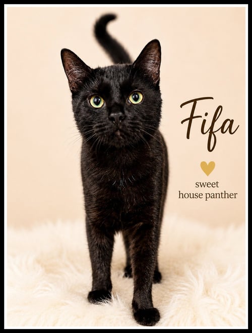 FIFA (FCID# 06/10/2026 - 141) WILLOW GROVE - Domestic Short Hair available for adoption