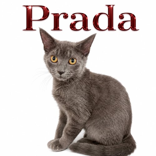 PRADA (FCID# 07/07/2026 - 15 MIDDLETOWN PS) DC - Domestic Short Hair available for adoption