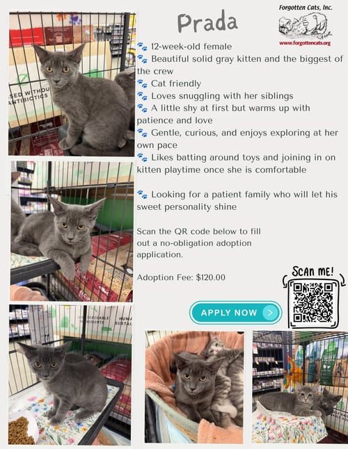PRADA (FCID# 07/07/2026 - 15 MIDDLETOWN PS) DC - Domestic Short Hair available for adoption