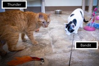THUNDER (FCID# 03/16/2026 - 502 BROOKHAVEN PS) C - Tabby available for adoption
