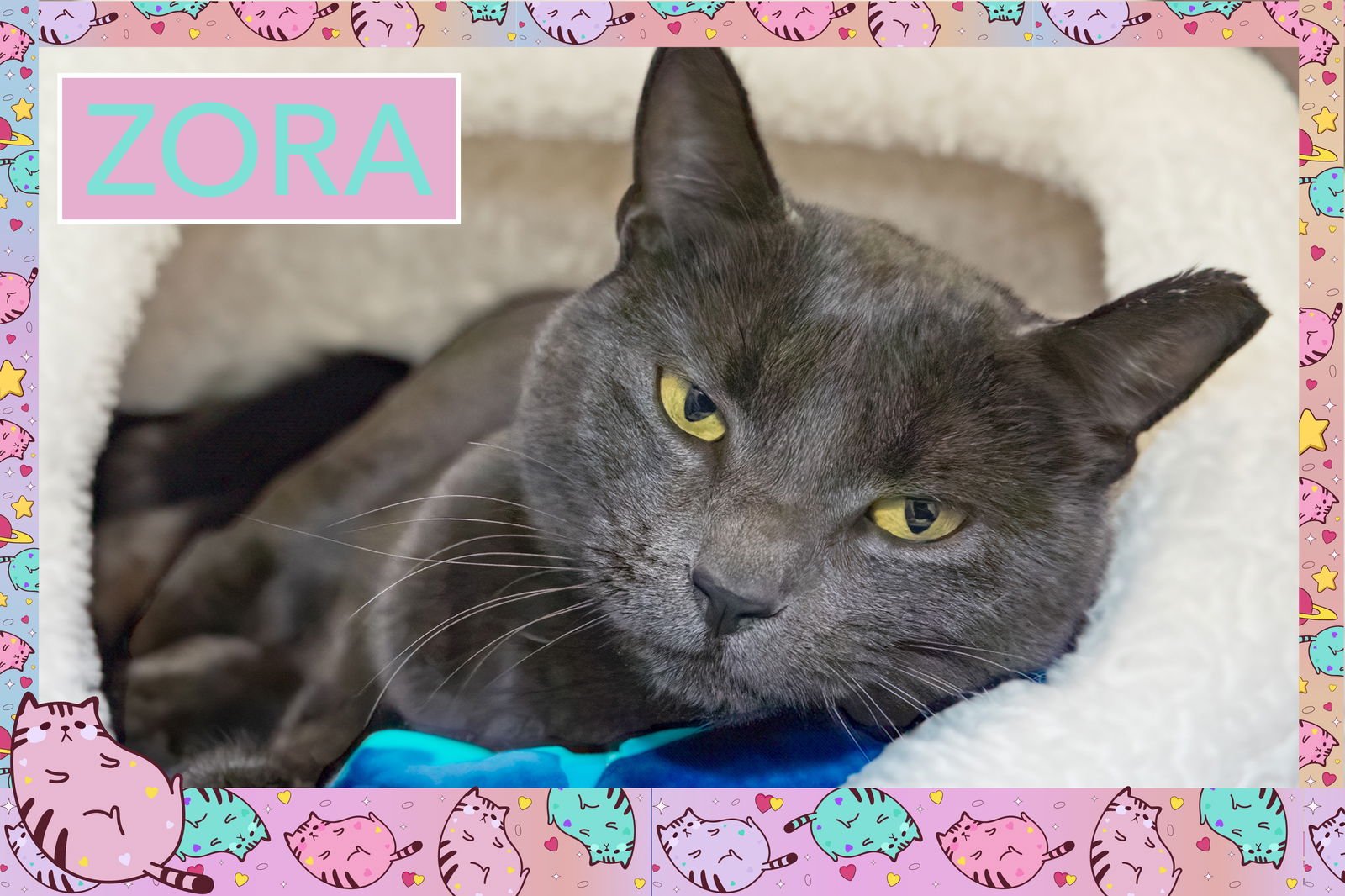 ZORA (FCID# 12/10/2025 - 43 TRAINER) - Domestic Short Hair available for adoption