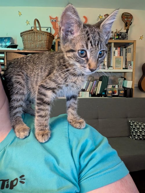 PHINEAS (FCID# 06/16/2026 - 96 BRANDYWINE PS) - Tabby available for adoption