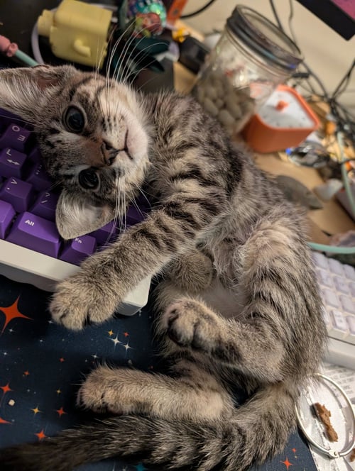 PHINEAS (FCID# 06/16/2026 - 96 BRANDYWINE PS) - Tabby available for adoption