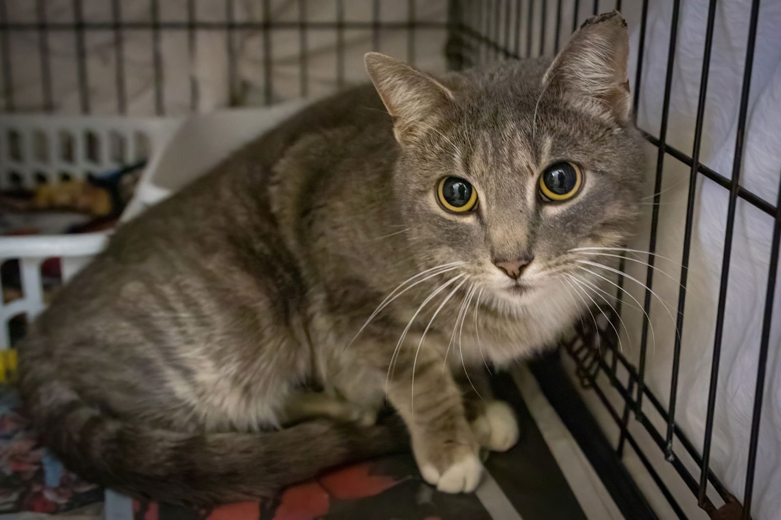 RYAN (FCID# 01/14/2026 - 65 TRAINER) - Tabby available for adoption