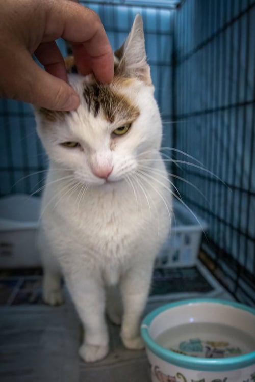 TOFFEE (FCID# 05/18/2026 - 22 TRAINER) - Calico / Tabby available for adoption