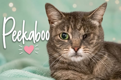 PEEKABOO (FCID# 05/28/2026 - 1 TRAINER) - Tabby available for adoption
