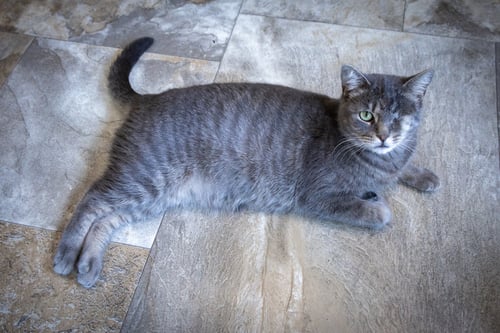 PEEKABOO (FCID# 05/28/2026 - 1 TRAINER) - Tabby available for adoption