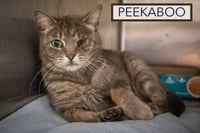 Peekaboo (FCID# 05/28/2026 - 1 Trainer) - Photo 4