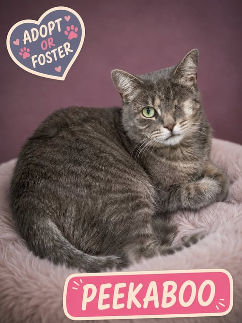 PEEKABOO (FCID# 05/28/2026 - 1 TRAINER) - Tabby available for adoption