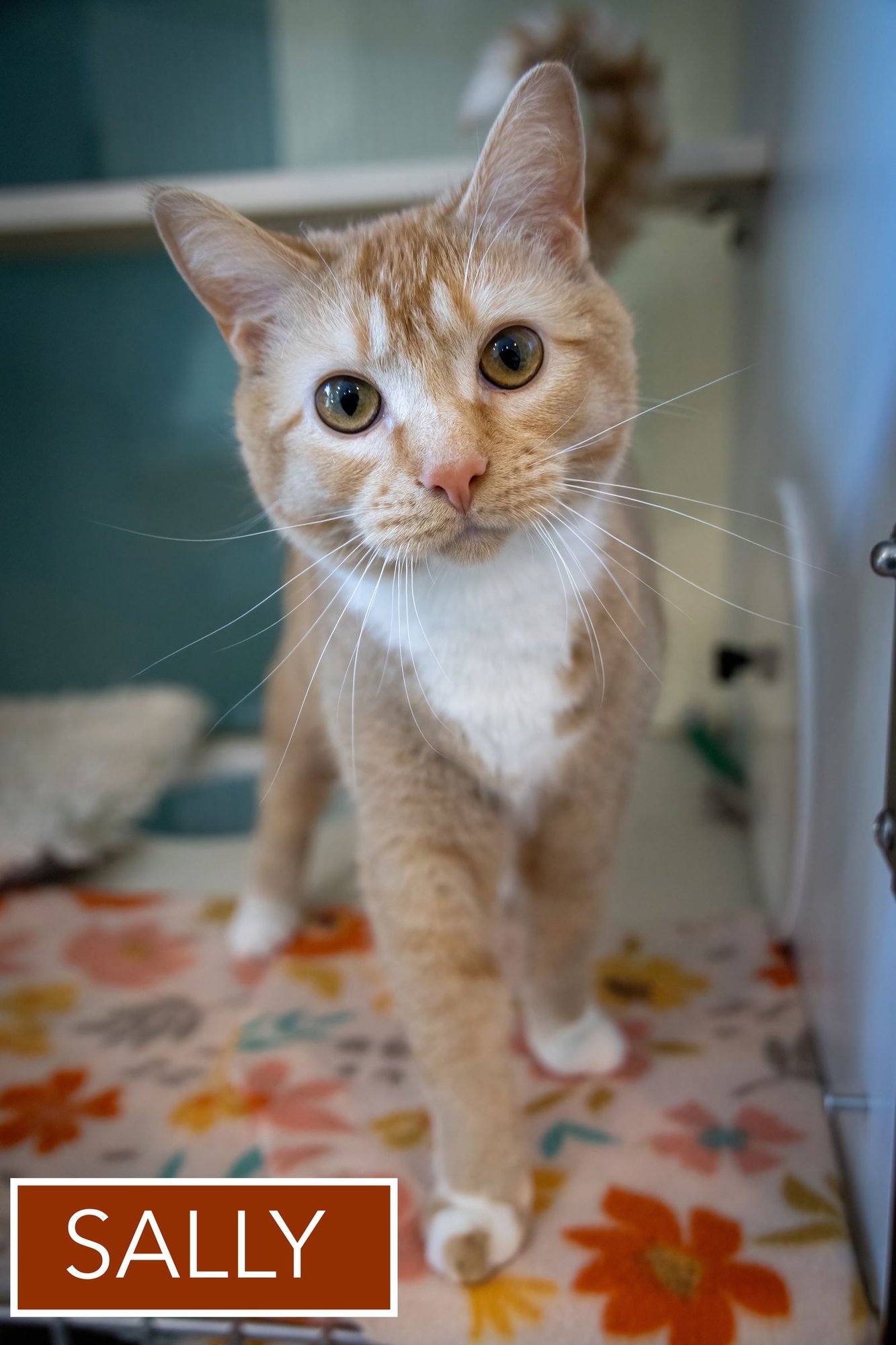 SUNNY AKA SALLY (FCID# 08/06/2025 - 15) - Tabby / Tuxedo available for adoption