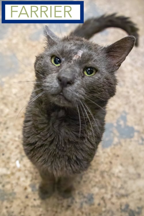 FARRIER (FCID# 05/18/2026 - 24 TRAINER) - Domestic Short Hair available for adoption