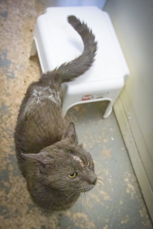 FARRIER (FCID# 05/18/2026 - 24 TRAINER) - Domestic Short Hair available for adoption