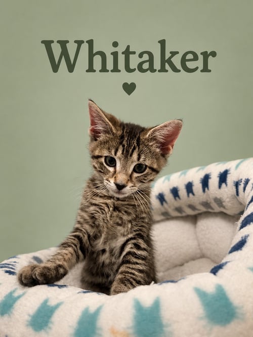WHITTAKER (FCID# 05/28/2026 - 61 MIDDLETOWN PS) - Tabby available for adoption