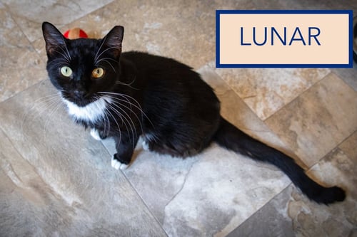 LUNAR (FCID# 07/27/2026 - 6 TRAINER) C - Tuxedo available for adoption