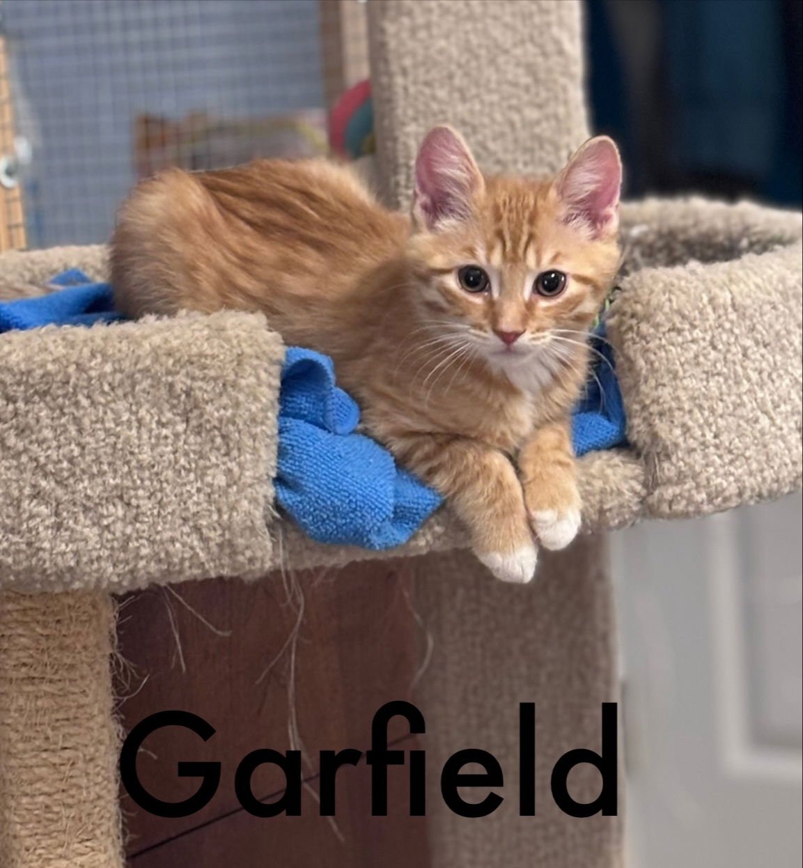 GARFIELD (FCID# 02/02/2026 - 60) KC - Tabby available for adoption