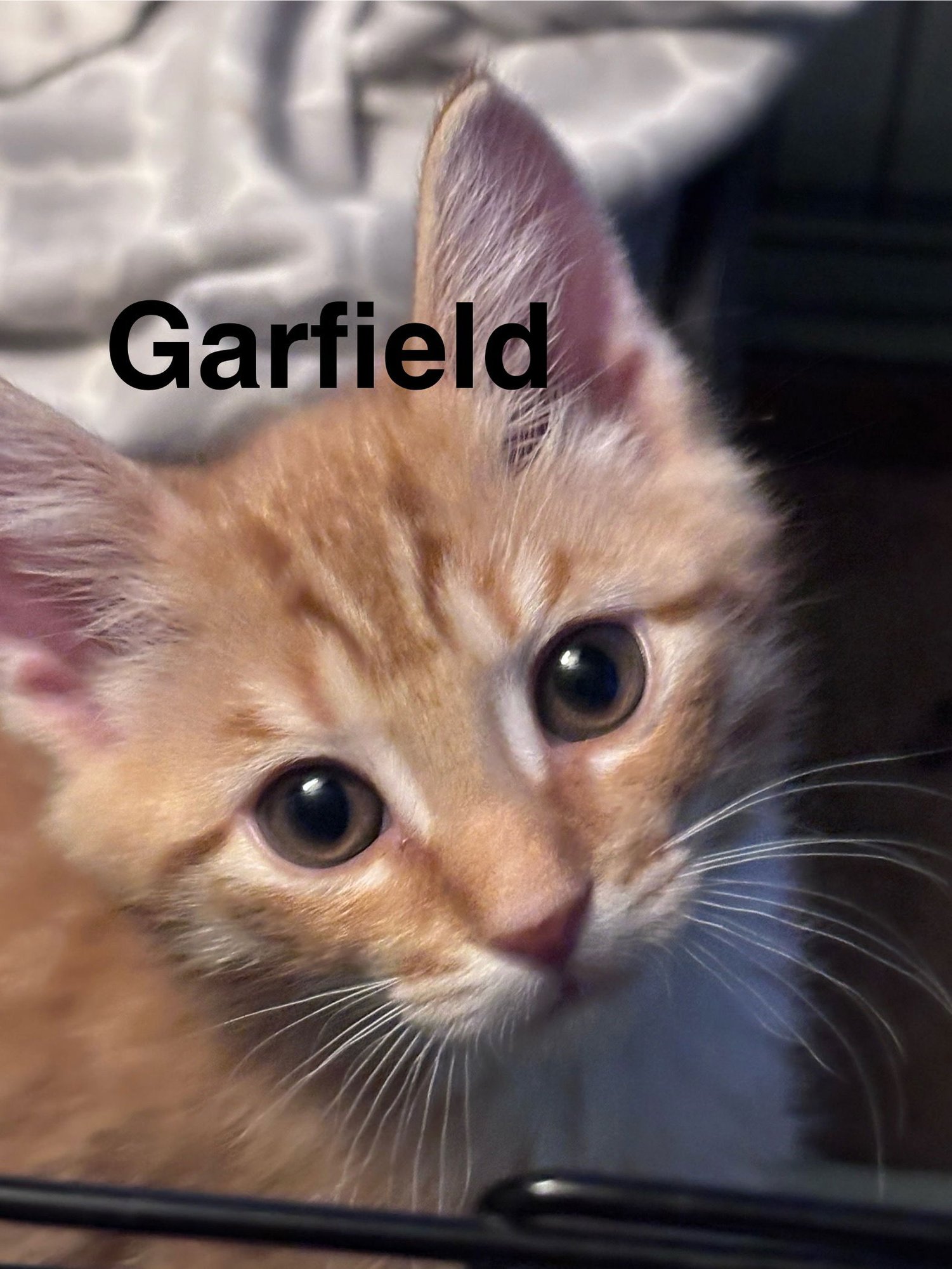 GARFIELD (FCID# 02/02/2026 - 60) KC - Tabby available for adoption
