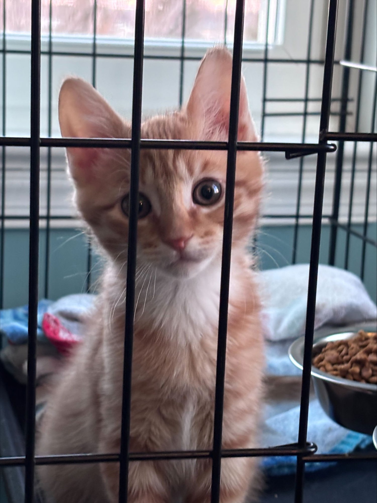 Garfield (FCID# 02/02/2026 - 60) KC - Photo 3