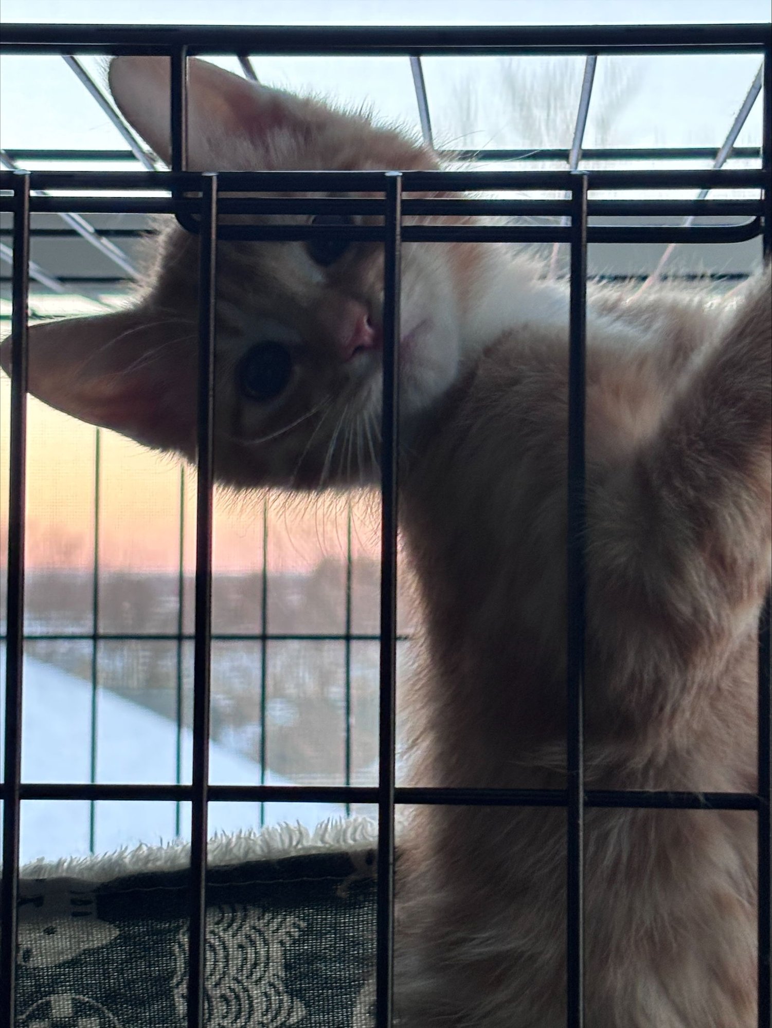 Garfield (FCID# 02/02/2026 - 60) KC - Photo 4