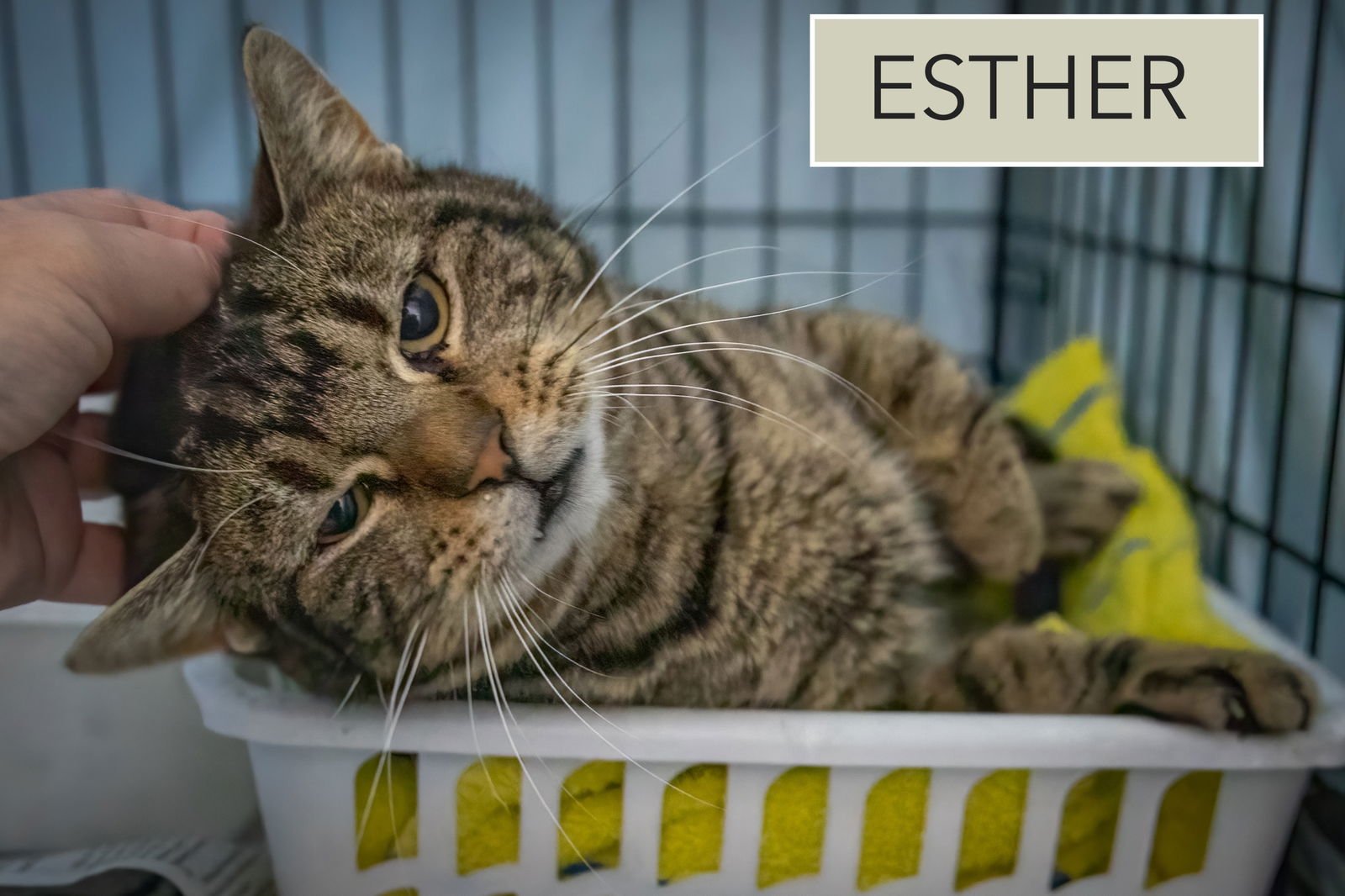 ESTHER (FCID# 01/29/2026 - 2 TRAINER) - Tabby available for adoption