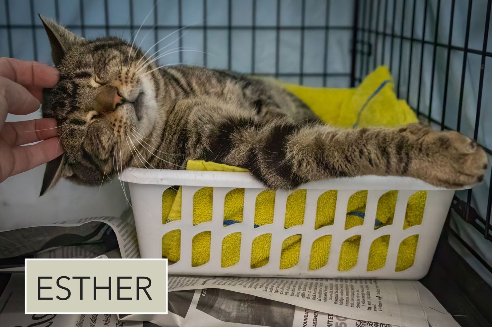 ESTHER (FCID# 01/29/2026 - 2 TRAINER) - Tabby available for adoption