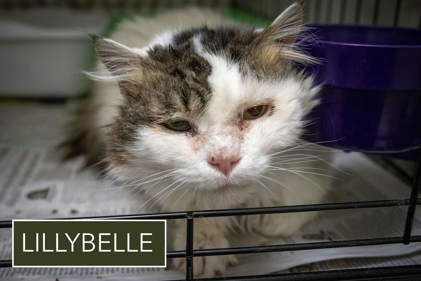 LILLYBELLE (FCID# 02/22/2026 - 1) C - Domestic Long Hair / Tabby available for adoption