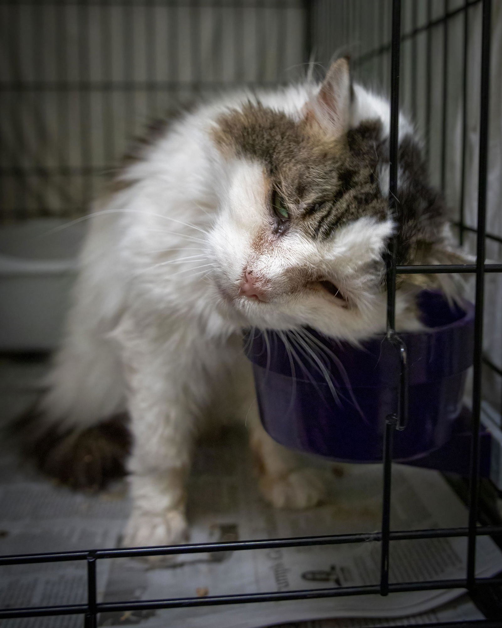 LILLYBELLE (FCID# 02/22/2026 - 1) C - Domestic Long Hair / Tabby available for adoption