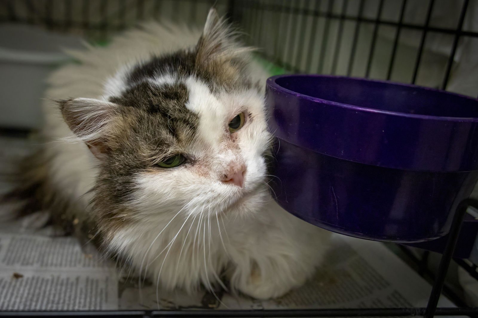 LillyBelle (FCID# 02/22/2026 - 1) C - Photo 3