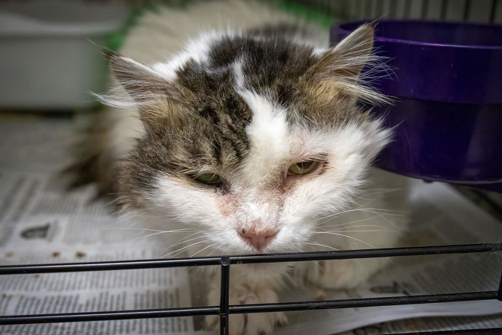 LillyBelle (FCID# 02/22/2026 - 1) C - Photo 4