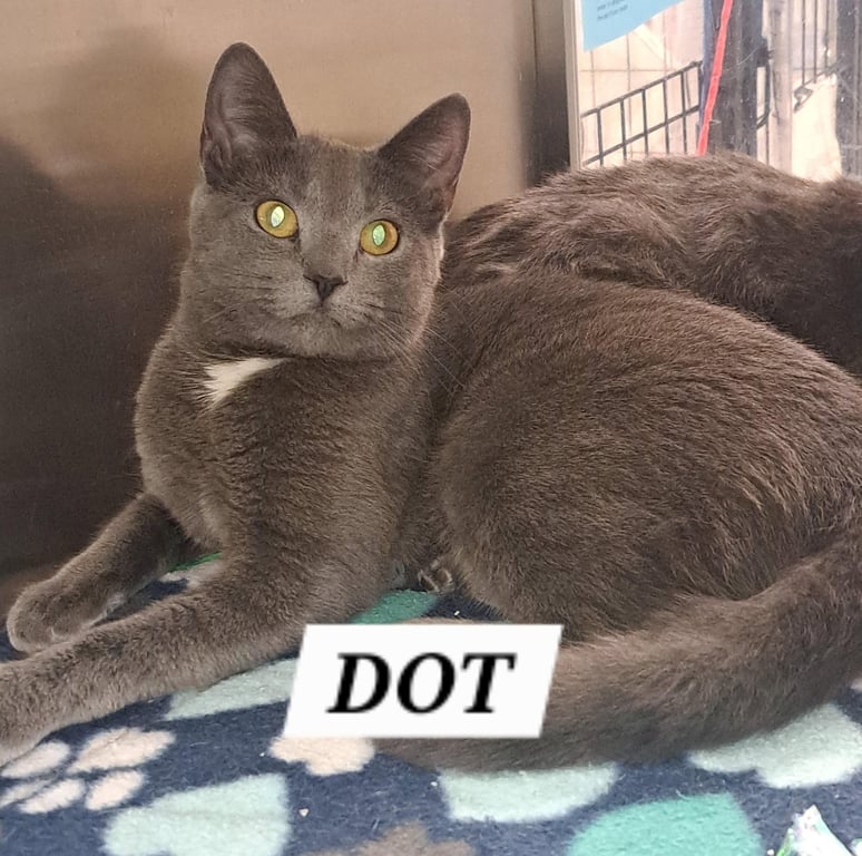 Dot (FCID# 05/12/2026 - 37 Brandywine PS) C Image