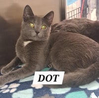 Dot (FCID# 05/12/2026 - 37 Brandywine PS) C - Photo 1
