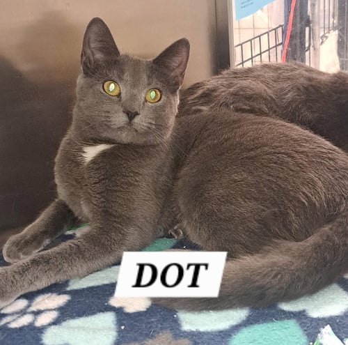 DOT (FCID# 05/12/2026 - 37 BRANDYWINE PS) C - Domestic Short Hair for adoption in Wilmington