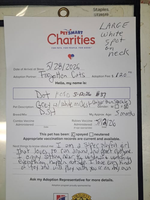 DOT (FCID# 05/12/2026 - 37 BRANDYWINE PS) C - Domestic Short Hair available for adoption