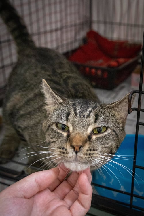 ASH (FCID# 05/05/2026 - 28 TRAINER) - Tabby available for adoption