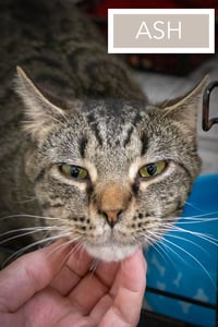 Ash (FCID# 05/05/2026 - 28 Trainer) - Photo 4