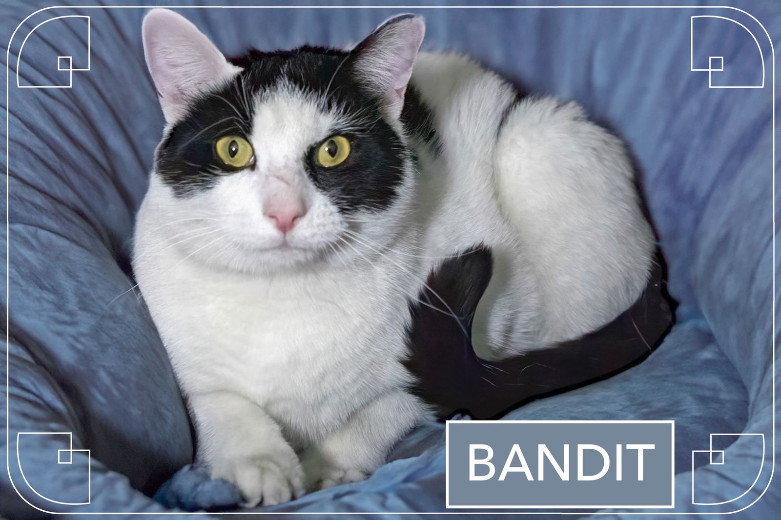 BAXTER & FINN (FCID# 10/06/2025 - 17 TRAINER) C - Domestic Short Hair available for adoption