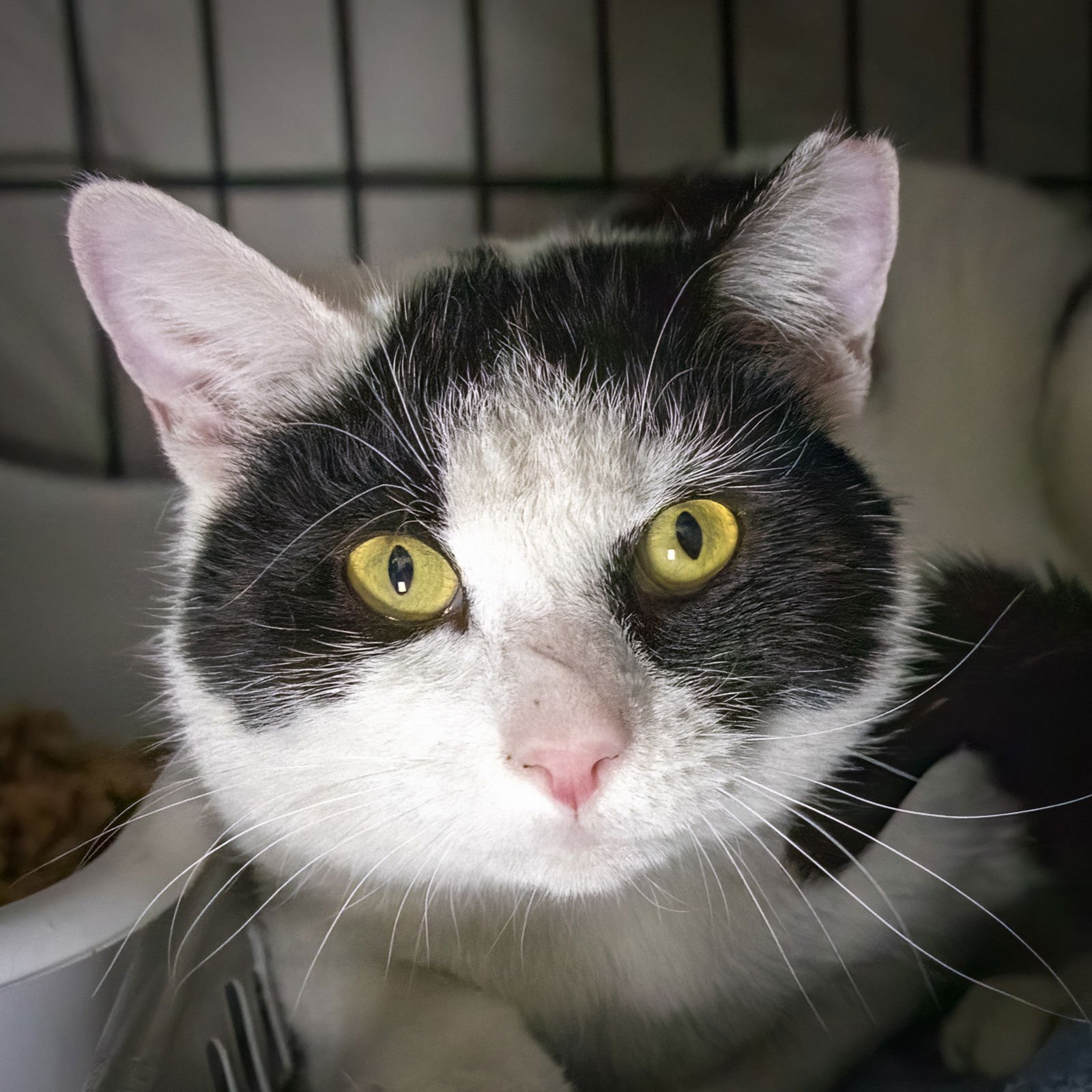 BAXTER & FINN (FCID# 10/06/2025 - 17 TRAINER) C - Domestic Short Hair available for adoption