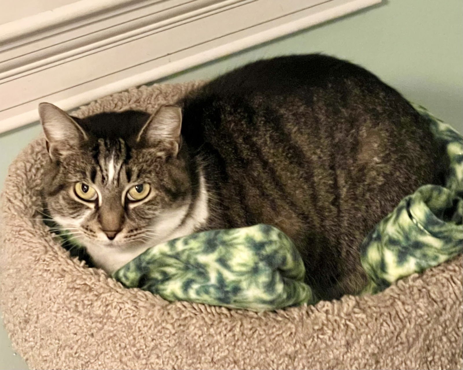 MAGGIE (FCID#10/09/2025-75) BARN CAT - Domestic Short Hair available for adoption