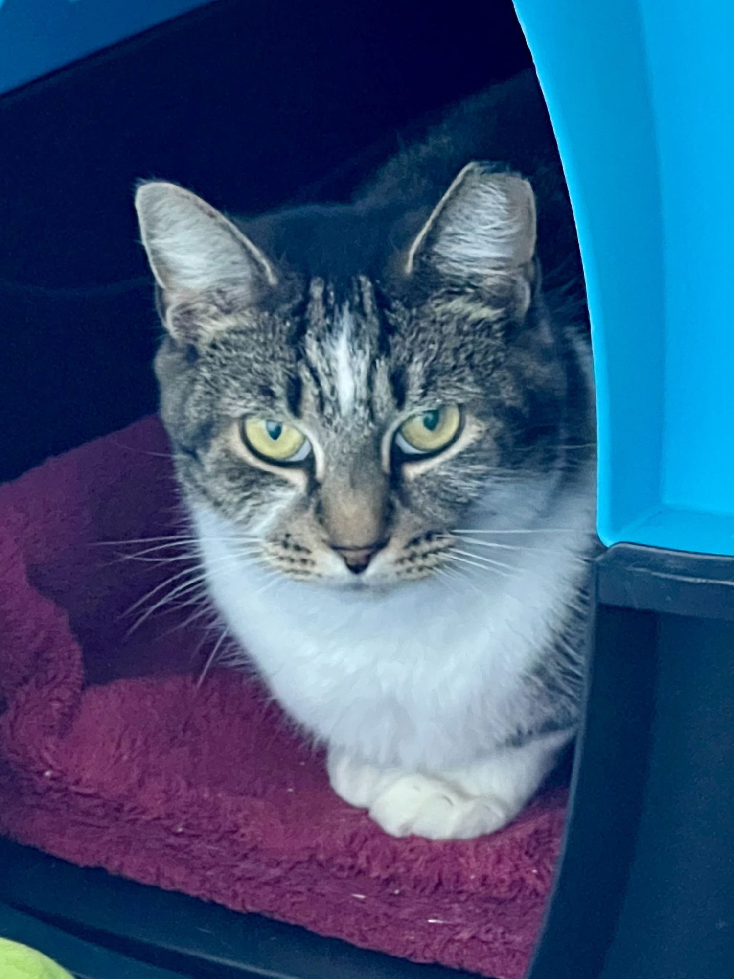 MAGGIE (FCID#10/09/2025-75) BARN CAT - Domestic Short Hair available for adoption