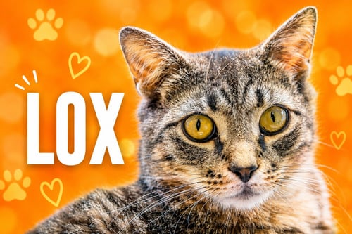 LOX (FCID# 03/02/2026 - 76 CHRISTIANA FOSTER) C - Tabby available for adoption