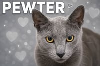 Pewter (FCID# 05/19/2026 - 60 Trainer) - Photo 1