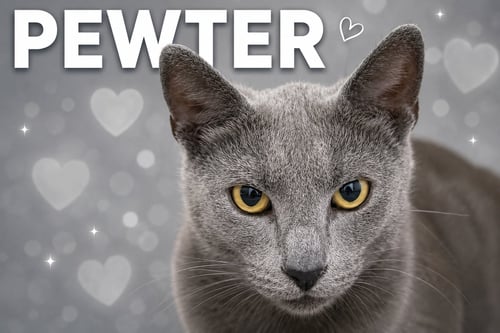 PEWTER (FCID# 05/19/2026 - 60 TRAINER) - Domestic Short Hair available for adoption