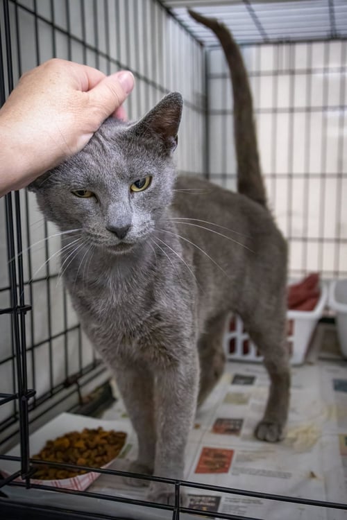 PEWTER (FCID# 05/19/2026 - 60 TRAINER) - Domestic Short Hair available for adoption