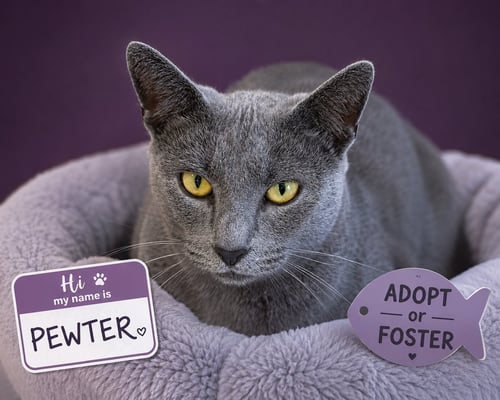 PEWTER (FCID# 05/19/2026 - 60 MILLSBORO PS) - Domestic Short Hair available for adoption
