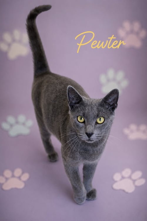 PEWTER (FCID# 05/19/2026 - 60 MILLSBORO PS) - Domestic Short Hair available for adoption